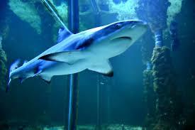 Океанаріум у Цріквеніці