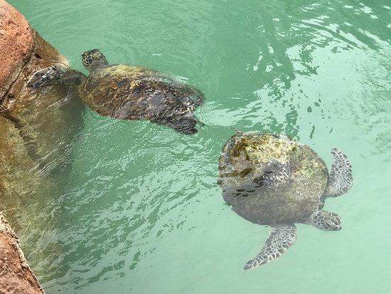 Dubai Turtle Rehabilitation Project