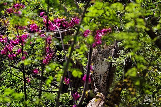 Зоопарк Тбілісі
