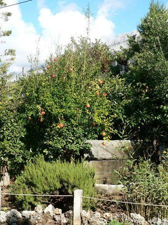 Музей морських мушель