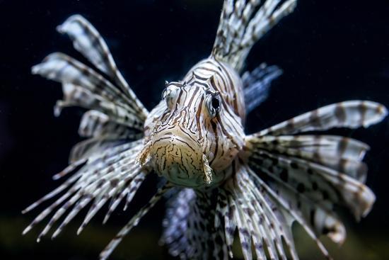 Акваріум Берліна