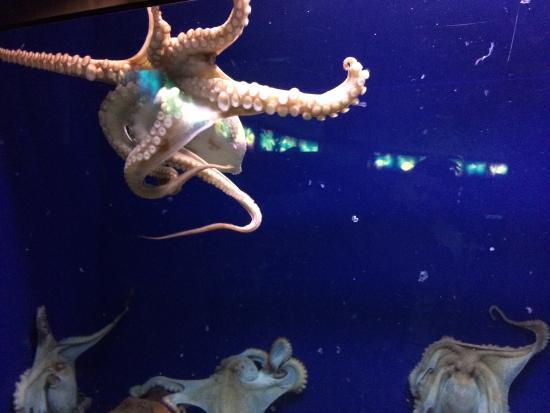 Акваріум Барселони