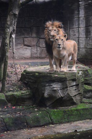 Зоопарк Bandung