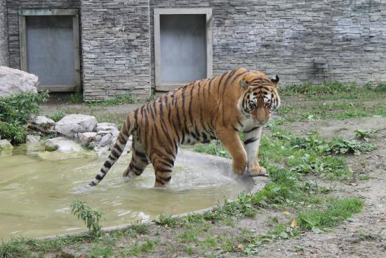 Краківський зоопарк