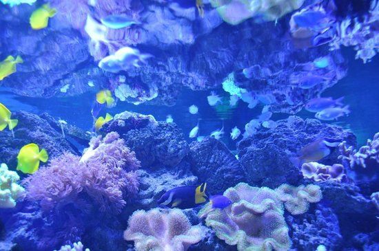 Океанаріум