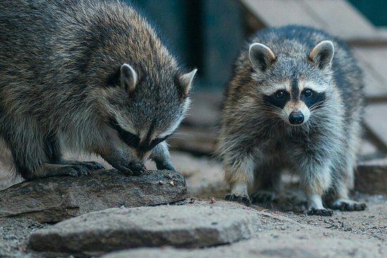 Київський зоопарк