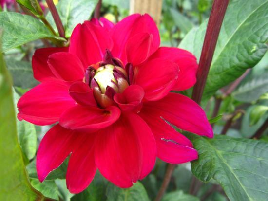 Ботанічний сад Латвійського університету