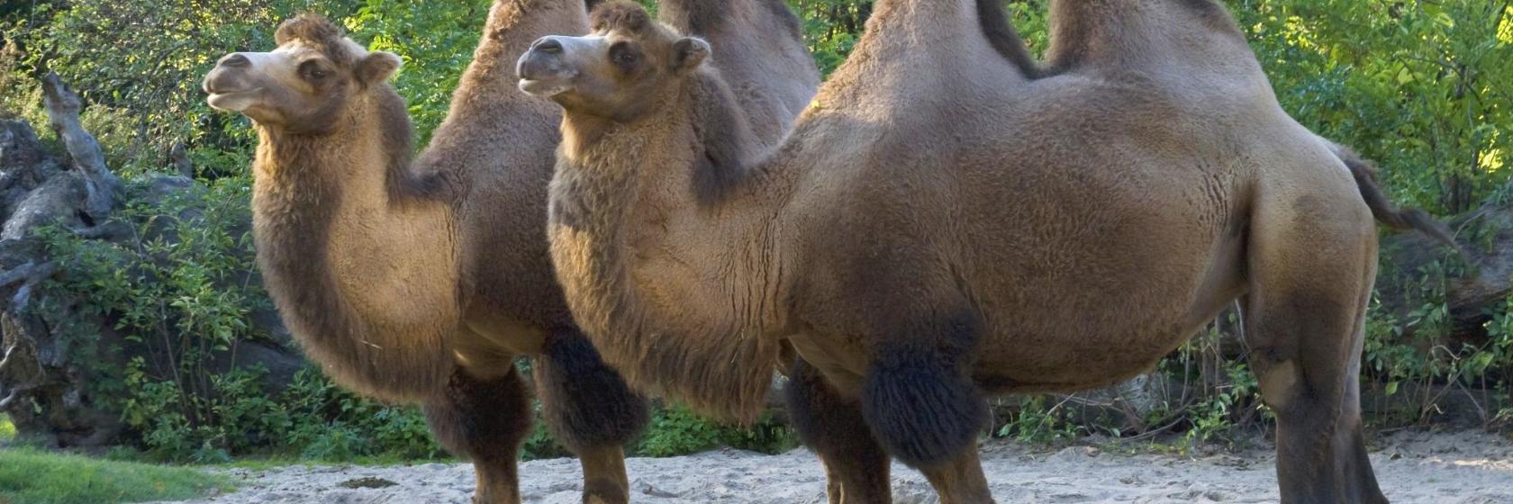 Кельнський зоопарк