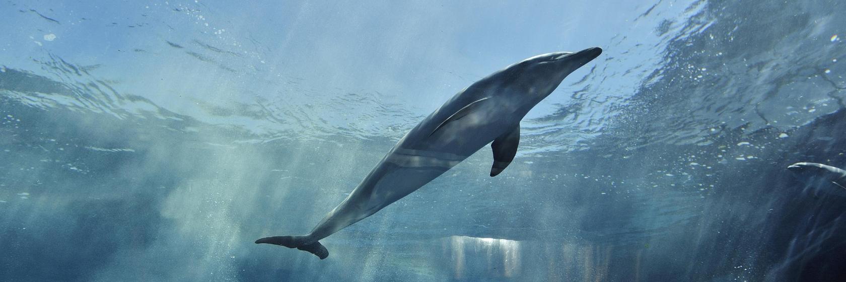 Акваріум Генуї