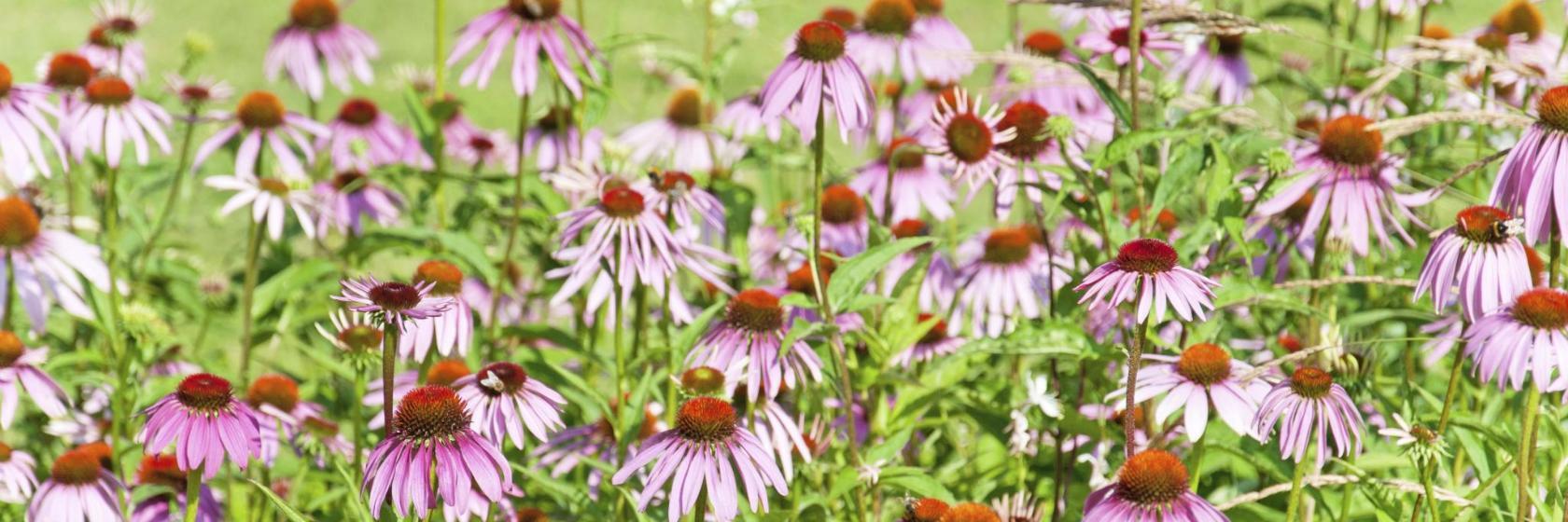 Сад толерантності