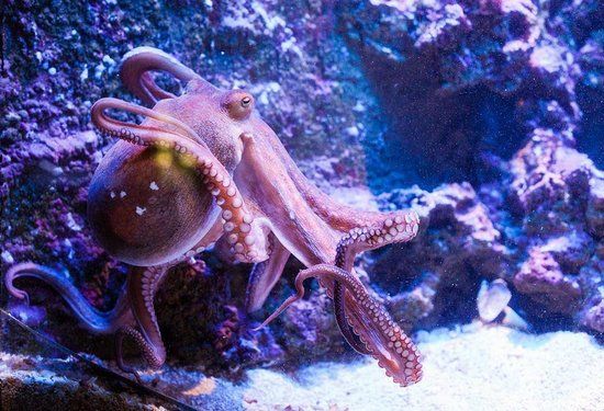 Акваріум Анталії